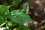 Ouachita Mountain goldenrod